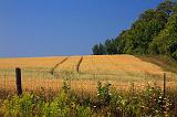 Golden Field_05561